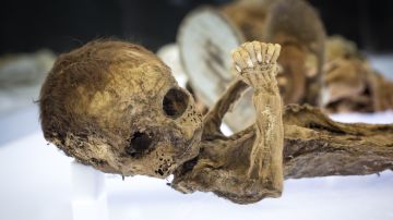 ADN extraído de piojos de antiguas momias revelaría secretos del hombre en Sudamérica