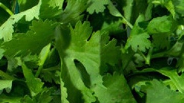Cilantro Soap