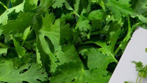 Cilantro Soap