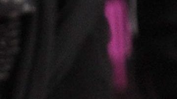 Jennifer Lopez siente un inmenso amor por los animales.