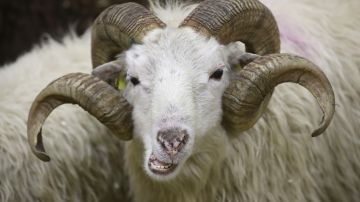 Mujer muere tras ser embestida por una oveja en granja de terapia curativa