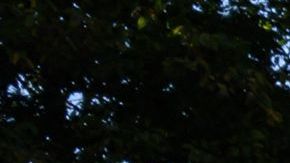 Niña de 3 años desapareció de un área de juegos en Texas, se teme posible secuestro