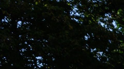 Niña de 3 años desapareció de un área de juegos en Texas, se teme posible secuestro