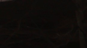 Niño latino de 10 años es atropellado por un autobús, mientras caminaba hacia la escuela