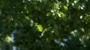 Perrita salvó a su familia en Iowa de una intoxicación por monóxido de carbono