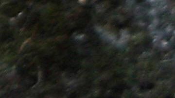 Tigre en zoológico de Florida asesinado a tiros por atacar a un trabajador de limpieza que ingresó a un área no autorizada