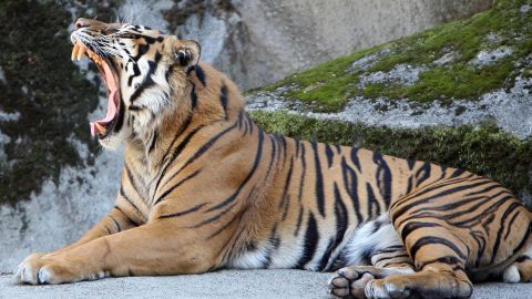 Tigre en zoológico de Florida asesinado a tiros por atacar a un trabajador de limpieza que ingresó a un área no autorizada