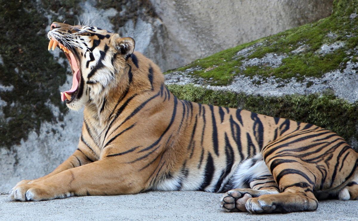 El trabajador de la limpieza estaba tratando de acariciar o alimentar a Eko, un tigre malayo de 8 años.