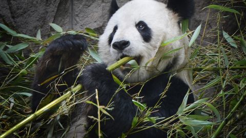 VIDEO: Panda travieso escala una barda y se fuga de un zoológico en China