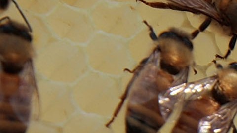 Video muestra gigantesca colmena de abeja de siete pies de altura hallada detrás de una regadera