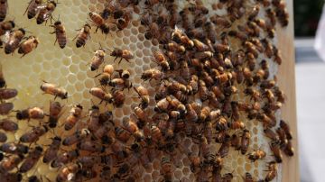 Video muestra gigantesca colmena de abeja de siete pies de altura hallada detrás de una regadera
