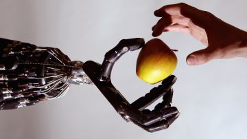 Xenobots: científicos inventan los primeros robots que se autorreproducen