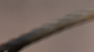 Zoológico de Phoenix vacunó con dosis especiales contra Covid-19 a 75 animales