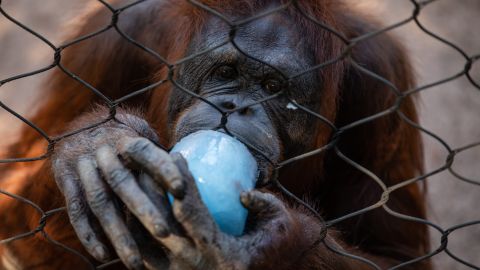 Zoológico de Phoenix vacunó con dosis especiales contra Covid-19 a 75 animales