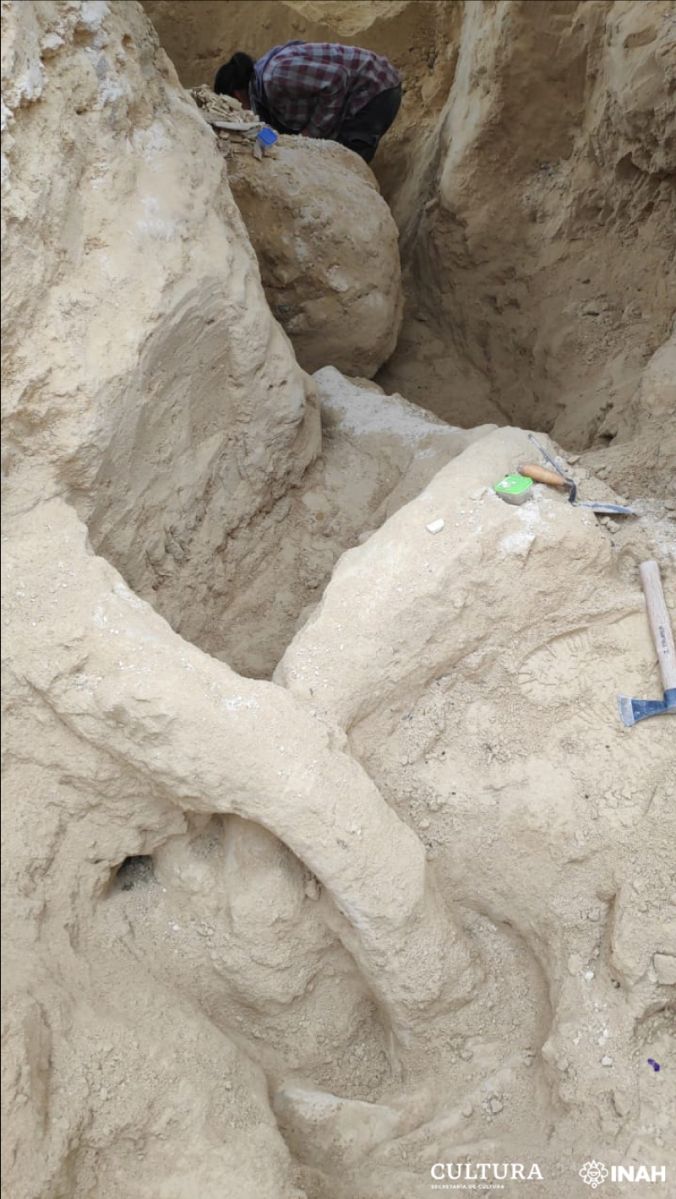 PHOTOS: Remains of a mammoth from more than 10,000 years ago found in central  Mexico - American Post
