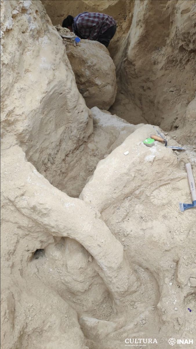 PHOTOS: Remains of a mammoth from more than 10,000 years ago found in central Mexico - American Post