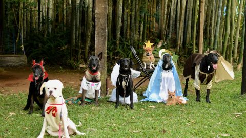 FOTOS: Recrean en México pastorela con perritos disfrazados y causan sensación en las redes sociales