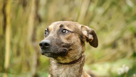 Image de archivo de un perrito.