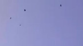 La asombrosa imagen de una cuchara que formó una bandada de pájaros