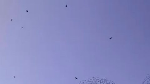 La asombrosa imagen de una cuchara que formó una bandada de pájaros