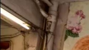 El sacrificio de hámsters en Hong Kong al sospechar que son el origen de un brote de contagios de covid