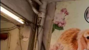 El sacrificio de hámsters en Hong Kong al sospechar que son el origen de un brote de contagios de covid