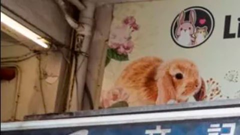 El sacrificio de hámsters en Hong Kong al sospechar que son el origen de un brote de contagios de covid