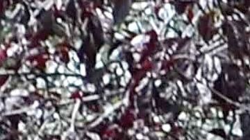 Ana Victoria y Diego Verdaguer | Mezcalent.