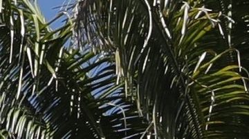 Rescatan a mujer con embarazo de ocho meses cuando intentaba cruzar el Río Bravo hacia EEUU