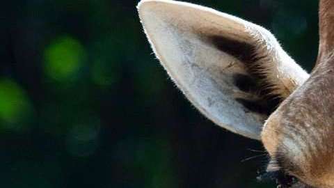 Científicos capturan por primera vez ADN de animales en el aire