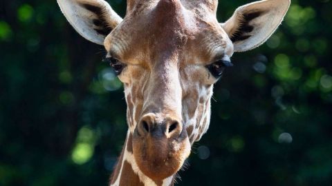 Científicos capturan por primera vez ADN de animales en el aire