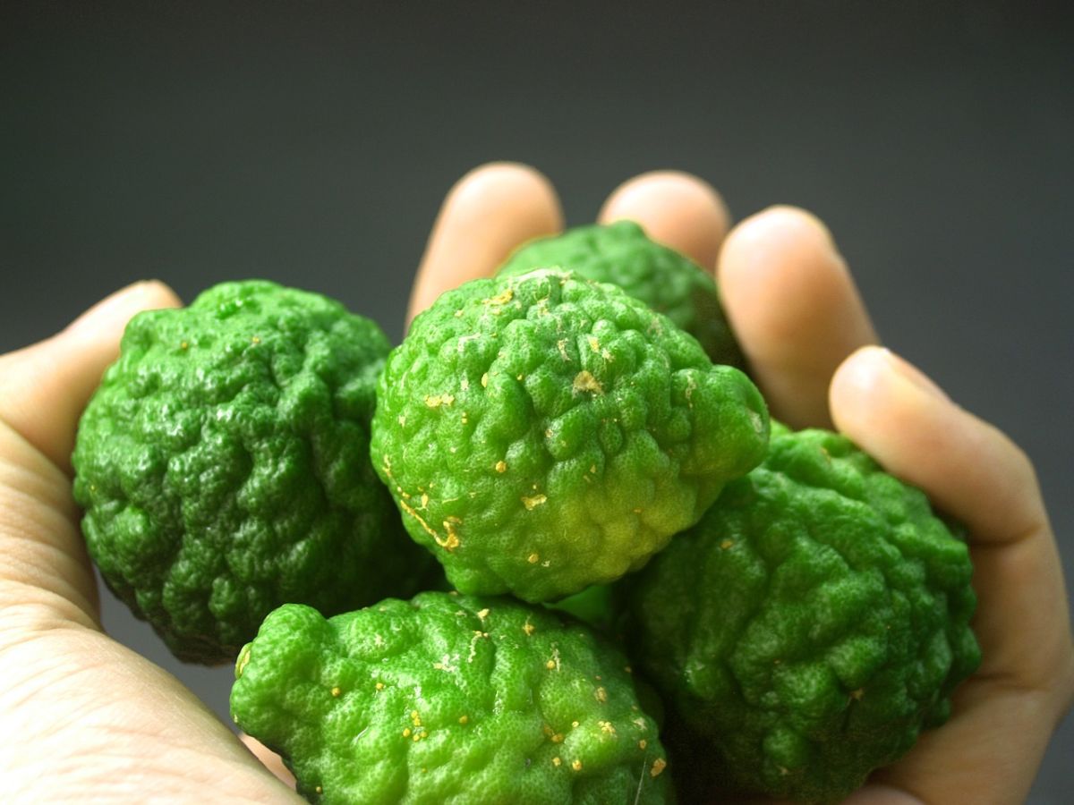 Varios estudios han demostrado que la bergamota puede ayudar a reducir el colesterol total.