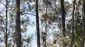 Ejército mexicano se enfrenta con narcotraficantes y destruye sus campamentos.