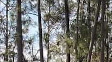 Ejército mexicano se enfrenta con narcotraficantes y destruye sus campamentos.