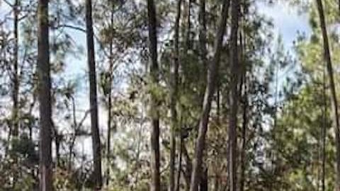 Ejército mexicano se enfrenta con narcotraficantes y destruye sus campamentos.