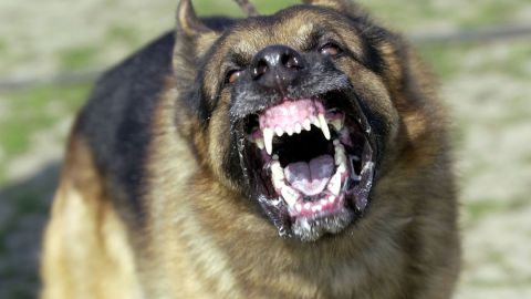Estudiante de 22 años de Texas queda desfigurada permanentemente por ataque de perros
