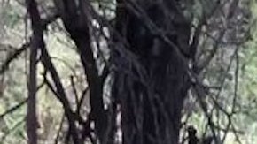 Hallan narcofosas al norte de México, tras captura de jefe del Cártel de Sinaloa.