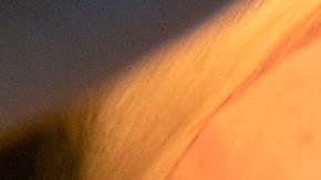 Gobierno de México publica carta que envió AMLO a Donald Trump para pedir exonerar a Julian Assange