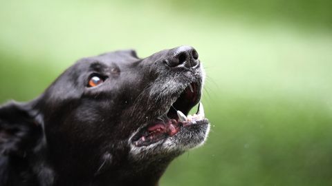 Los perros han demostrado ser más que el mejor amigo del hombre.