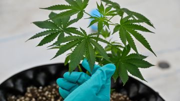 Planta de cannabis podría aportar elementos para evitar contagios COVID, según estudio