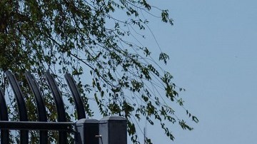 ‘La Migra’ detiene a 21 inmigrantes en un casa de seguridad tras persecución