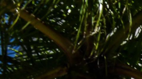 La propagación de casos de covid-19 en Florida obligó a retrasar el proceso.