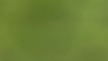 El lanzador de los Charros de Jalisco, Wilmer Rios, maniató a la ofensiva de Caimanes de Barranquilla en la tercera jornada de la Serie del Caribe 2022.