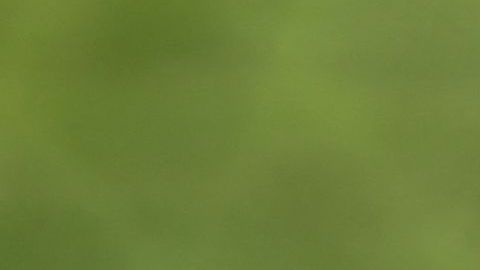 El lanzador de los Charros de Jalisco, Wilmer Rios, maniató a la ofensiva de Caimanes de Barranquilla en la tercera jornada de la Serie del Caribe 2022.