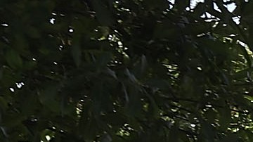 Dos agentes de policía de Florida hallados muertos en asesinato-suicidio durante vacaciones