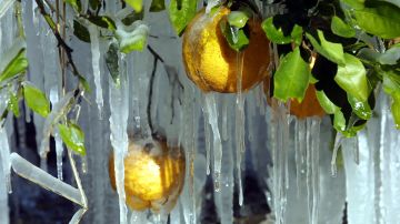 Ola de frío en Florida deja frutos y cultivos congelados