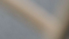 Mujer de Pensilvania rescata misterioso animal pensando que era un perro; especialistas hacen pruebas genéticas para saber qué es