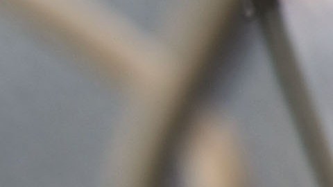 Mujer de Pensilvania rescata misterioso animal pensando que era un perro; especialistas hacen pruebas genéticas para saber qué es