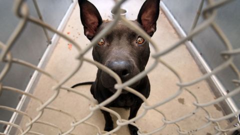 Mujer de Pensilvania rescata misterioso animal pensando que era un perro; especialistas hacen pruebas genéticas para saber qué es