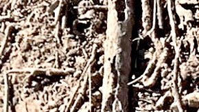 El 9 de enero también encontraro los huesos de una persona que habría recibido impactos de bala en la pelvis.